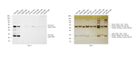 Goat IgG (H+L) Secondary Antibody in Western Blot (WB)