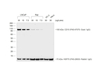 Rabbit anti-Goat IgG (H+L) Cross-Adsorbed Secondary Antibody, HRP