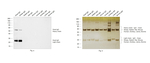 Goat IgG (H+L) Cross-Adsorbed Secondary Antibody in Western Blot (WB)