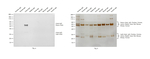 Llama IgG (H+L) Secondary Antibody in Western Blot (WB)