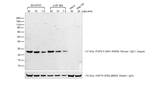 Rabbit anti-Mouse IgG (H+L) Secondary Antibody, HRP