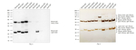 Mouse IgG (H+L) Secondary Antibody in Western Blot (WB)