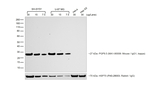 Rabbit anti-Mouse IgG (H+L) Cross-Adsorbed Secondary Antibody, HRP