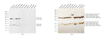 Mouse IgG (H+L) Cross-Adsorbed Secondary Antibody in Western Blot (WB)