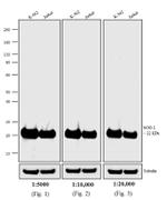 Mouse IgG (H+L) Cross-Adsorbed Secondary Antibody in Western Blot (WB)