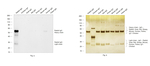Rabbit IgG (H+L) Secondary Antibody in Western Blot (WB)
