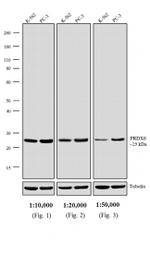 Rabbit IgG (H+L) Secondary Antibody in Western Blot (WB)