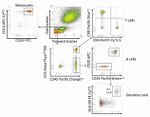 CD33 Antibody in Flow Cytometry (Flow)