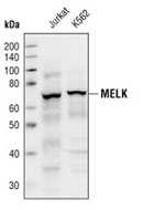 MELK Antibody in Western Blot (WB)