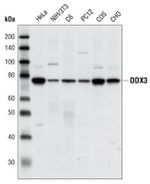DDX3 Antibody in Western Blot (WB)