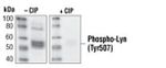Phospho-Lyn (Tyr508) Antibody in Western Blot (WB)