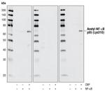 NFkB p65 Antibody in Western Blot (WB)