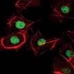 FOXA2 Antibody in Immunocytochemistry (ICC/IF)
