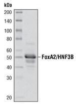 FOXA2 Antibody in Western Blot (WB)