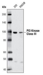 VPS34 Antibody in Western Blot (WB)