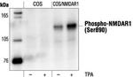 Phospho-NMDAR1 (Ser890) Antibody in Western Blot (WB)