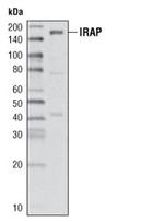 LNPEP Antibody in Western Blot (WB)