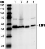 Lsp1 Antibody in Western Blot (WB)