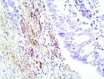 Plexin-A1 Antibody in Immunohistochemistry (Paraffin) (IHC (P))