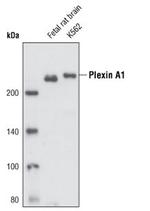 Plexin-A1 Antibody in Western Blot (WB)