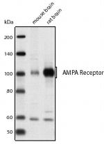 GluR4 Antibody in Western Blot (WB)