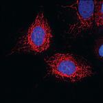 MAVS Antibody in Immunocytochemistry (ICC/IF)