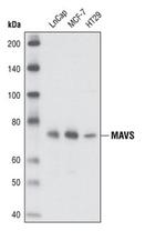 MAVS Antibody in Western Blot (WB)
