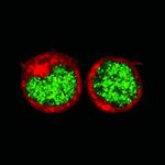 RUNX1 Antibody in Immunocytochemistry (ICC/IF)