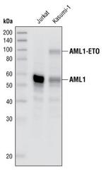 RUNX1 Antibody in Western Blot (WB)