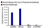 H3K27ac Antibody in ChIP Assay (ChIP)