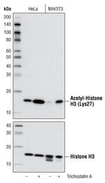 H3K27ac Antibody in Western Blot (WB)