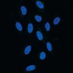 NFAT1 Antibody in Immunocytochemistry (ICC/IF)