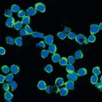 NFAT1 Antibody in Immunocytochemistry (ICC/IF)