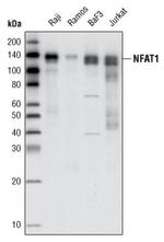 NFAT1 Antibody in Western Blot (WB)