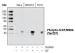 Phospho-MAP2K4 (Ser257) Antibody in Western Blot (WB)