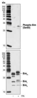 Phospho-BimEL (Ser69) Antibody in Western Blot (WB)