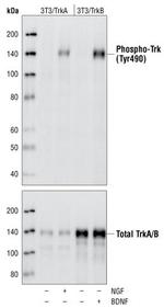 Phospho-TrkA (Tyr496)/Phospho-TrkB (Tyr515) Antibody in Western Blot (WB)