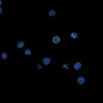 Phospho-CD79a (Tyr182) Antibody in Immunocytochemistry (ICC/IF)