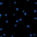 Phospho-CD79a (Tyr182) Antibody in Immunocytochemistry (ICC/IF)