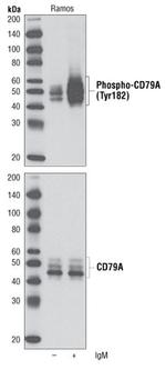 Phospho-CD79a (Tyr182) Antibody in Western Blot (WB)