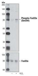 Phospho-FOXO3 (Ser294) Antibody in Western Blot (WB)