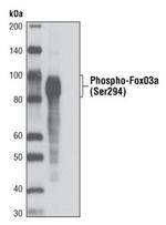 Phospho-FOXO3 (Ser294) Antibody in Western Blot (WB)