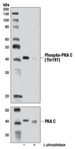 Phospho-PKA alpha (Thr197) Antibody in Western Blot (WB)