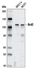 BRD2 Antibody in Western Blot (WB)