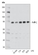 IkB zeta Antibody in Western Blot (WB)