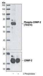Phospho-CRMP2 / DRP-2 (Thr514) Antibody in Western Blot (WB)