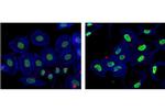 H4K8ac Antibody in Immunocytochemistry (ICC/IF)