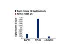 H4K8ac Antibody in ChIP Assay (ChIP)