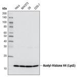 H4K8ac Antibody in Western Blot (WB)