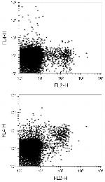 NKG2D Antibody in Flow Cytometry (Flow)